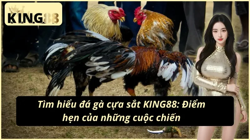 Đá gà cựa sắt KING88 - Điểm hẹn dành cho cược thủ 