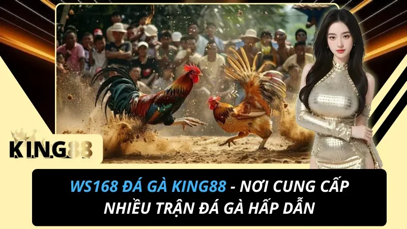 WS168 Đá Gà - Nơi Cung Cấp Nhiều Trận Đá Gà Hấp Dẫn Cùng KING88 3 WS168 Đá Gà
